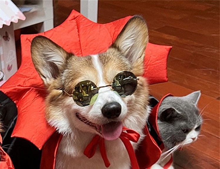 Dracula Costume